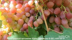 виноград Ливия