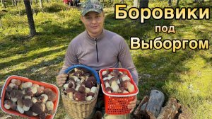 Полные корзины Боровиков под Выборгом / Где собирают Боровиков под Выборгом