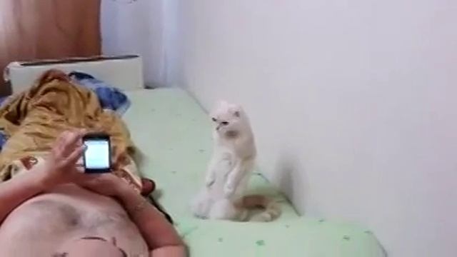 Кот встал под гимн России. смотреть онлайн