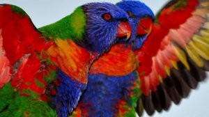 Самые красивые цвета природы ; Разноцветные животные. Антистрессовая релакс музыка