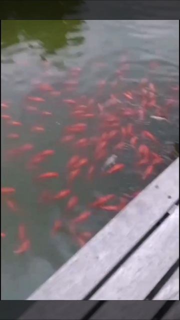 Вечно голодные карпы кои🐟😁 #shorts