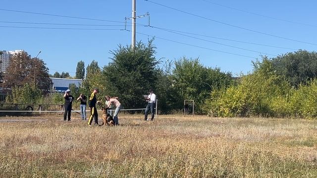 1 Отл. КЧК GERMANIYA v. Wespen Haus +++ №21. ЭНГЕЛЬС 30 августа`25 Моно немецких овчарок