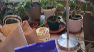 Орхидиум и его последствия