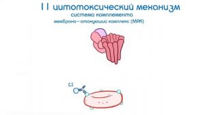 Гиперчувствительность аллергия 2 типа (цитотоксический механизм)