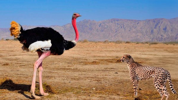 Мускулистая пустынная ракета с ножами на ногах, которая гоняет гепардов - Африканский Страус!