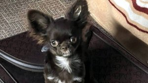 Ю Стас Микро Чихуахуа #отзывы_о_питомнике_мари_мистик_чихуахуа 89215950848 #купитьчихуахуапродаю