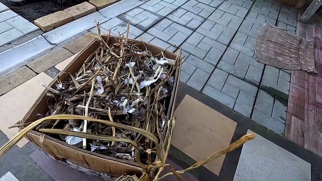 Чеснок перед хранением