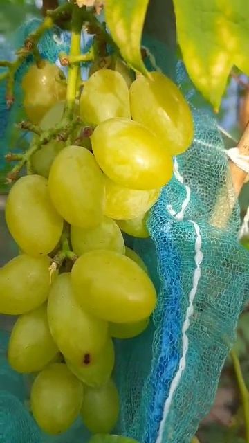 ПАСАДЕНА виноград селекции Карпушева Андрея. видео от селекционера.