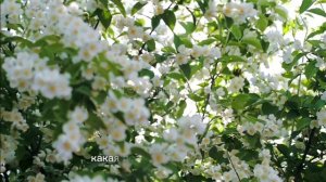НАРЯДНАЯ СМОКОВНИЦА СТОЯЛА 🌳♥️🙏🏻- стихи христианские.