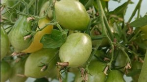 Томат Сумасшедшие вишни Барри