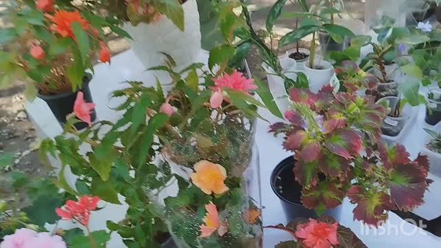 Выставка цветов в Самаре.🌴🌹🌳🌸