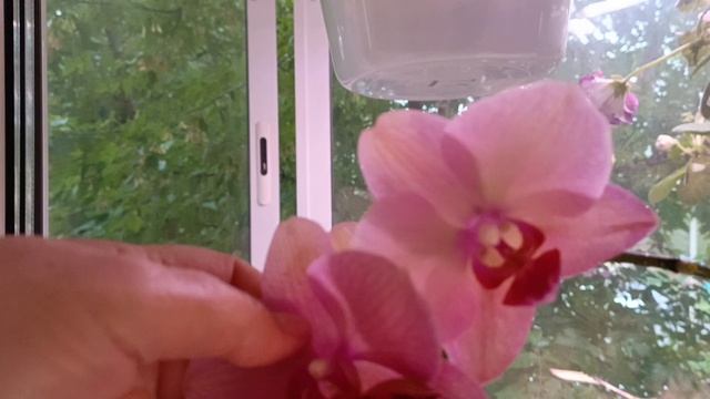 Обзор всех моих цветочков! Холодина на улице, цветочки пока терпят 🥶
Осень прям осенняя у нас смотреть онлайн