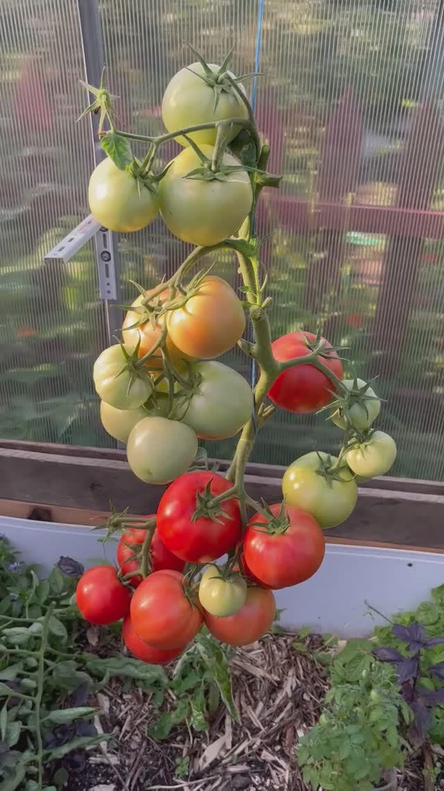 Обзор сорта томата Президент #обзор #томаты #сорт смотреть онлайн