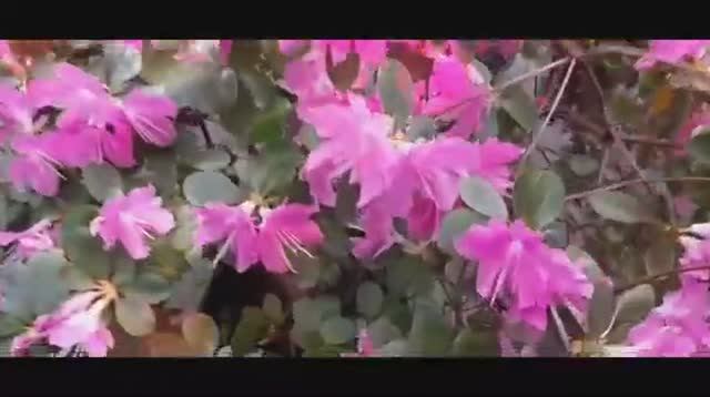 Москва Ботанический сад Оранжерея цветов смотреть онлайн