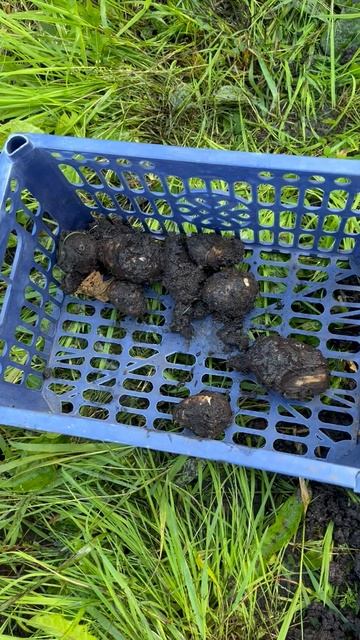 Проливной дождь в первый день осени оставил без урожая #урожай #дождь #дача смотреть онлайн