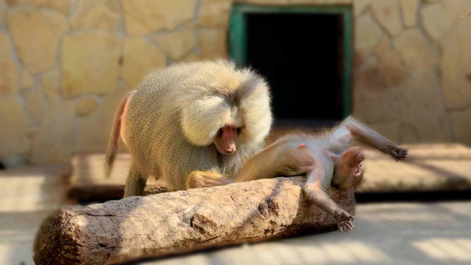 Кто еще думает, что Люся ребенок? Эта молодая самка гамадрила сводит с ума грозного, огромного самца смотреть онлайн