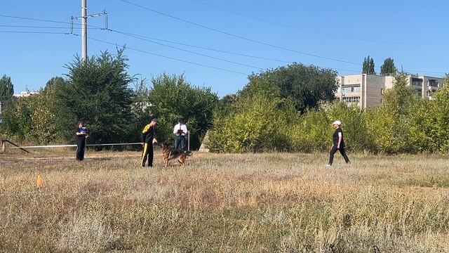 1 Отл. КЧК Team Leiksaid XAVI +++ №7. ЭНГЕЛЬС 30 августа`25 Моно немецких овчарок