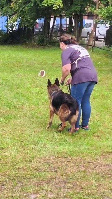 1 Отл. КЧК VALINA v. Fichtenschlag +++ №22. КАЛИНИНГРАД 7 сентября`25 Моно немецких овчарок