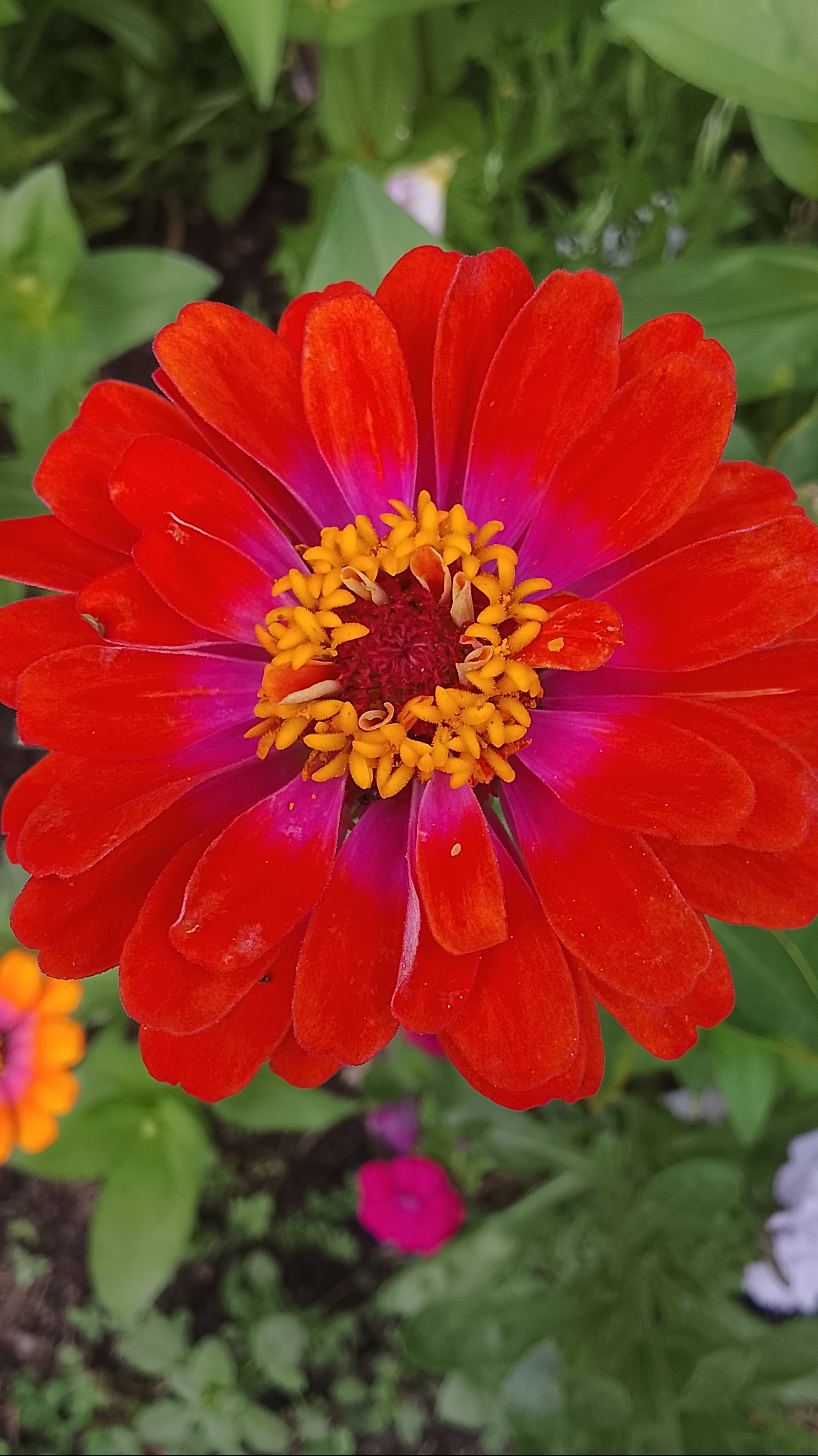 Такие разные циннии,таких вы точно ещё не видели!