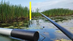 Эти КОНИ ждали меня в камышах !!! РЫБАЛКА на ПОПЛАВОК на КАРАСЯ!