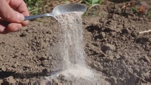 Теперь мне навоз совсем не нужен! Раскидываю это по земле осенью и всегда с отличным урожаем.