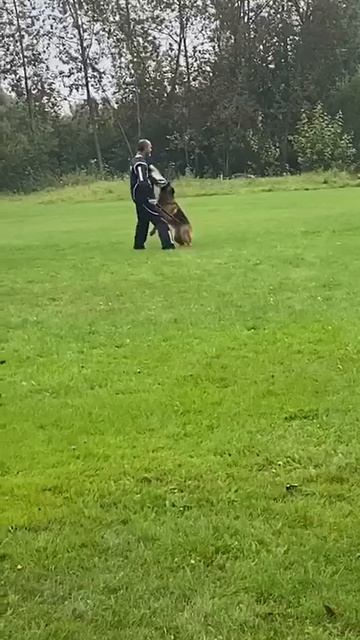 ВИВЬЕН ЛИ +0+ №39. САНКТ-ПЕТЕРБУРГ 30 августа`25 Моно немецких овчарок