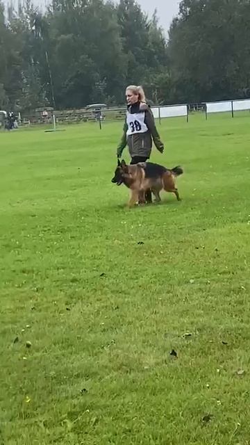 2 Отл. СС Toksenhof FINA +++ №38. САНКТ-ПЕТЕРБУРГ 30 августа`25 Моно немецких овчарок