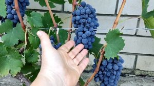 Санджовезе. 13.09.25. Воронеж.