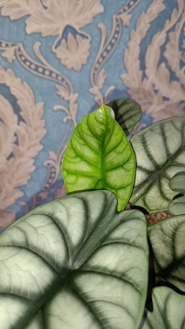 Алаказия шкура дракона смотреть онлайн