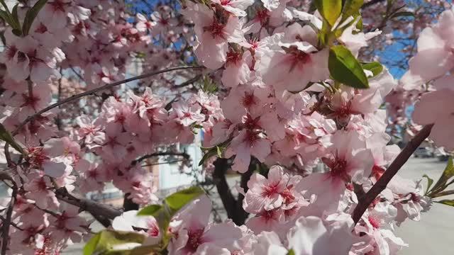 ВЕСЕННИЙ ДЕНЁК В ГЕНИЧЕСКЕ,ПОТЕПЛЕЛО смотреть онлайн