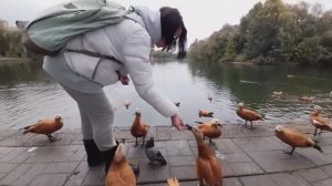 Чем кормить уток? Кормление уток в городском парке...