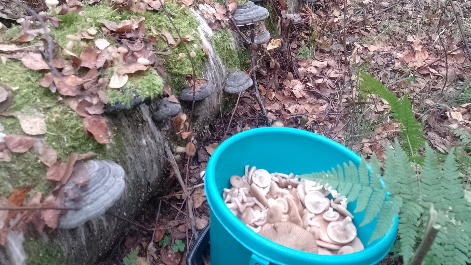 Петергоф, по грибы, опята в 2025 году, 13.09.2025.