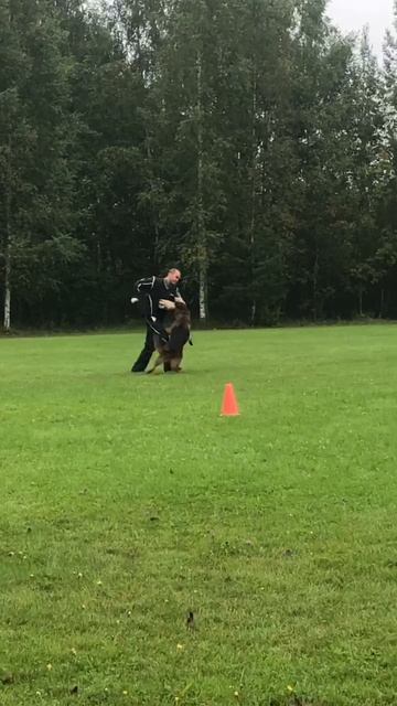 3 Отл. NOX f. Grunen Stadt +++ №14. САНКТ-ПЕТЕРБУРГ 30 августа`25 Моно немецких овчарок