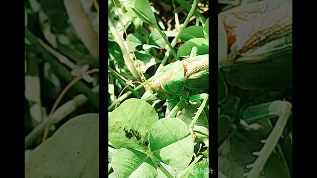 Зелёная саранча пришла к нам смотреть онлайн