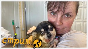 Вечерний стрим, отвечаем на ваши вопросы, делимся новостями 12.09.2025