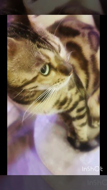 Красивая, бенгальская кошечка Джессика👍🐱❤ смотреть онлайн