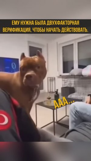 Двухфакторная верификация на разрывание задницы #shorts