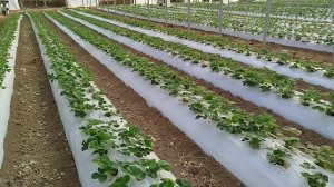 Выращивание клубники в теплице