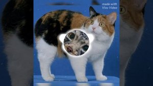 песня мяу мяу-мяу (Dabstep)