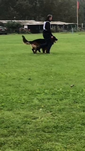 1 Отл. КЧК Оберлауф ШАКЕР +++ №50. САНКТ-ПЕТЕРБУРГ 30 августа`25 Моно немецких овчарок