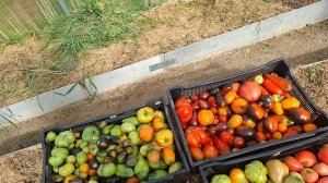 убираю томаты из теплицы