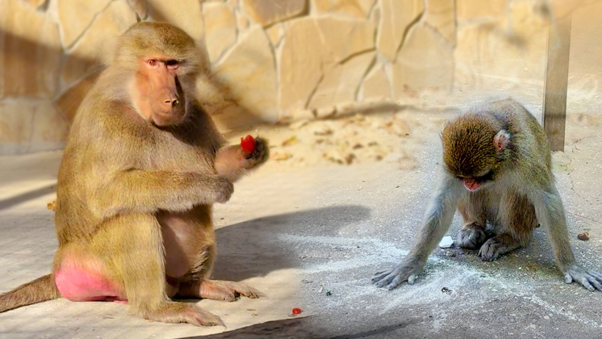 Рисование у макак в крови! Стая Милы Сан занялась напольной живописью! Феня отказалась от мела смотреть онлайн