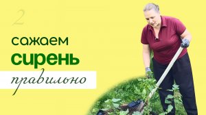 Как ПРАВИЛЬНО посадить СИРЕНЬ, особенности выращивания и ухода
