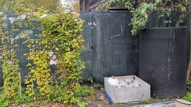 18-09-2025.Дача.Собираю опавшие сливы.Крот опять хулиганит. смотреть онлайн