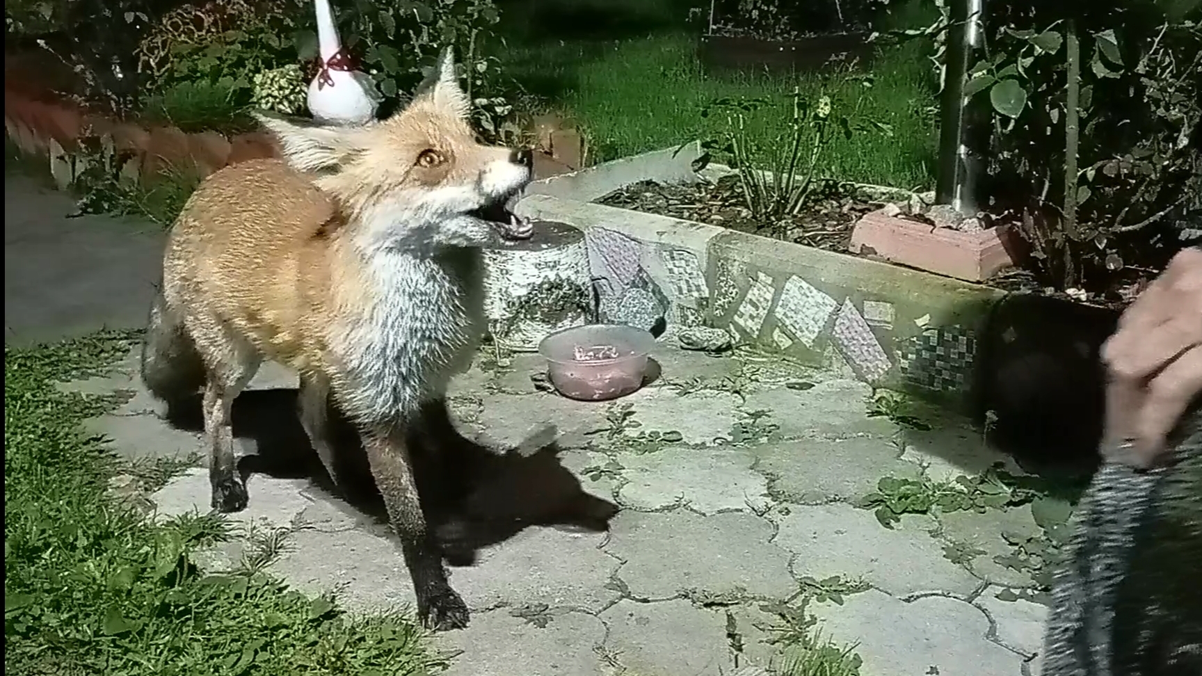 (1112) Лиса приходит в гости. Сентябрь 2025 смотреть онлайн