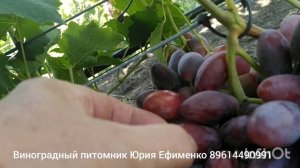 виноград Автограф Калугина