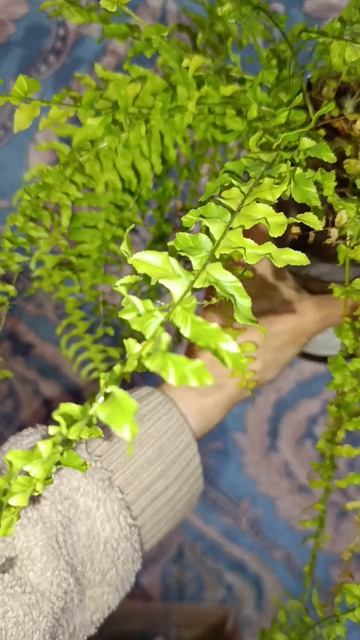 папортник Тайгер смотреть онлайн