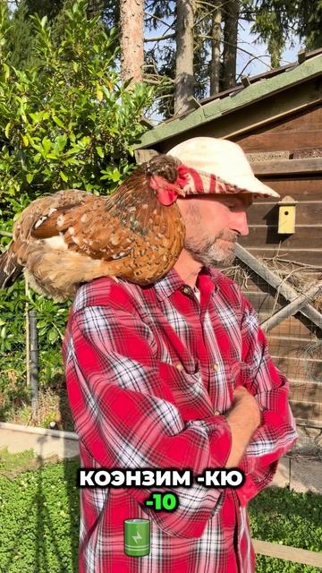 Знаете, что общего у устриц, яиц и тыквенных семечек?