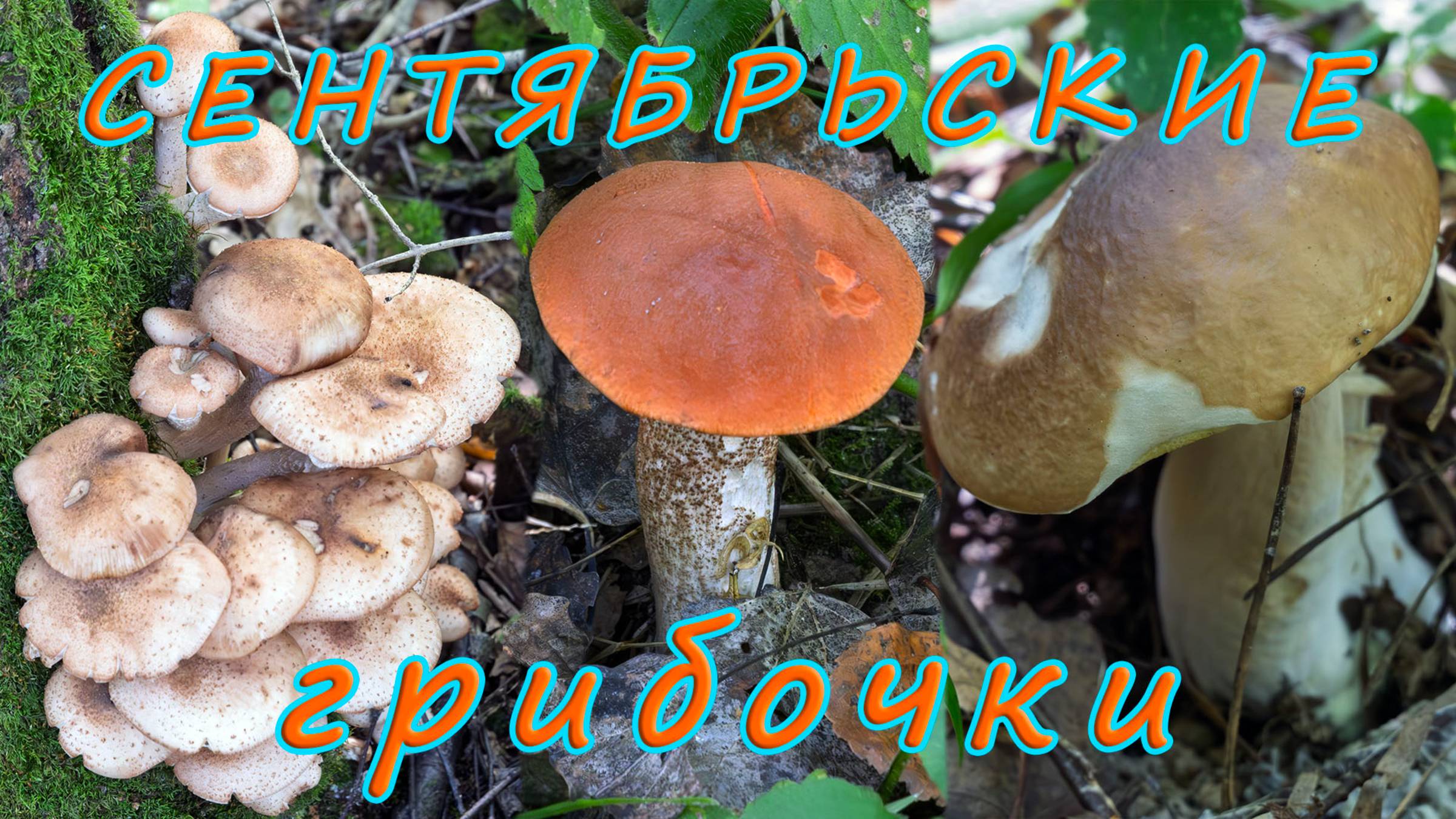 Подосиновики, опята и белый гриб! По грибы 2025!