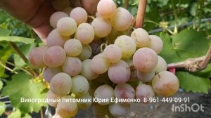 виноград Аку Аку